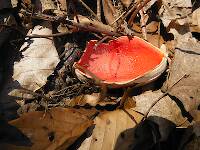 Scarlet cup fungus (Sarcoscypha coccinea) - earliest fungus and a distant relative to morels