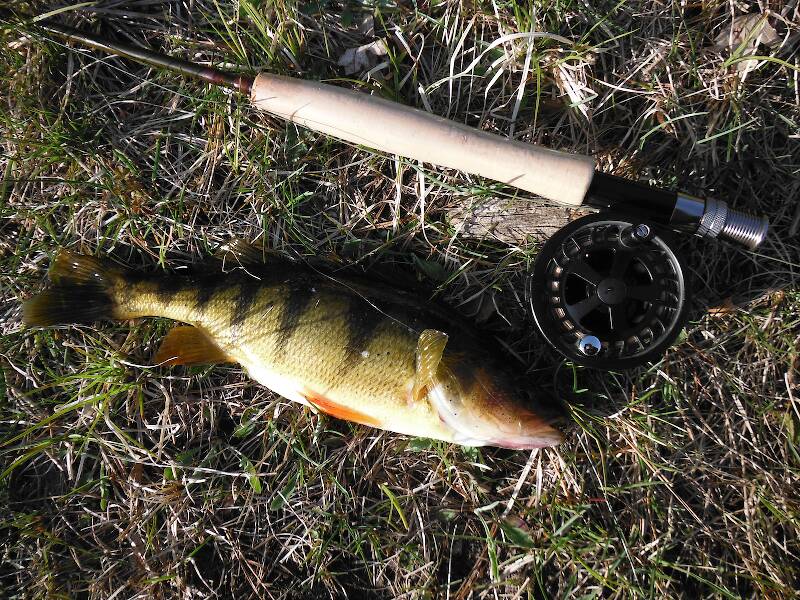First and only perch EVER from this pond, and not a little guy either (12 1/2")