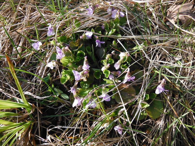 Violets blooming by the shore of the pond
