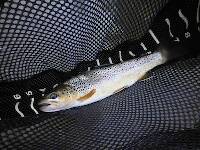 Did catch a few trout for my troubles, thank goodness...on a #12 Royal Wulff