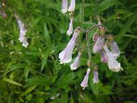 Can't have a post without wildflowers!  Beardtongue (Penstemon digitalis)