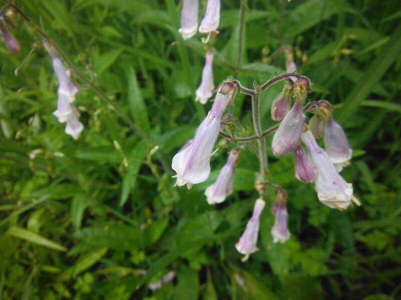 Can't have a post without wildflowers!  Beardtongue (Penstemon digitalis)
