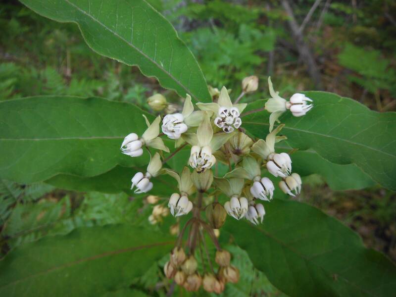 Wildflowers, of course!  Poke milkweed (Asclepias exaltata)