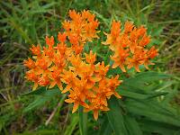 Butterflyweed (Asclepias tuberosa) - the only milkweed without milky sap!