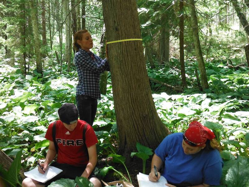 Diameter-taping a tree while students while students take down the numbers
