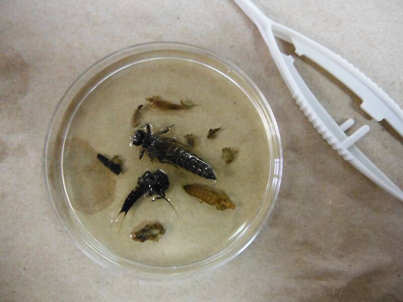 Pine River critters - notice the giant black stonefly, got that in the seine net
