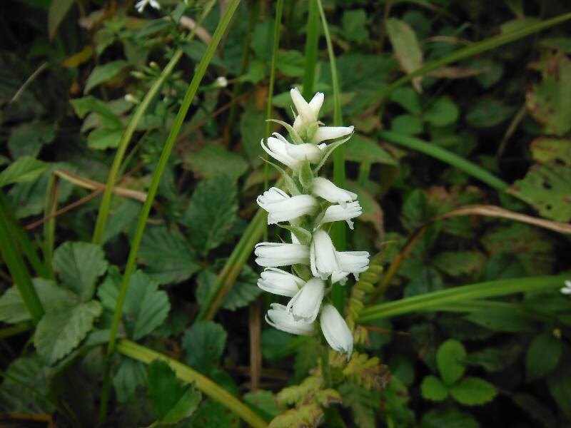 Oooh, an orchid!  Nodding lady's tresses (Spiranthes cernua)