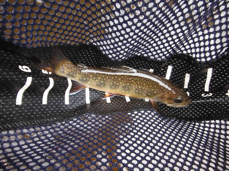 Can't help photographing the pretty little brookies, but I've pulled much bigger ones outta here