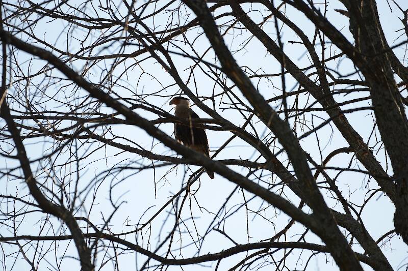 Crested Caracara in Munising in the UP...It's normal northern most range is southern Texas