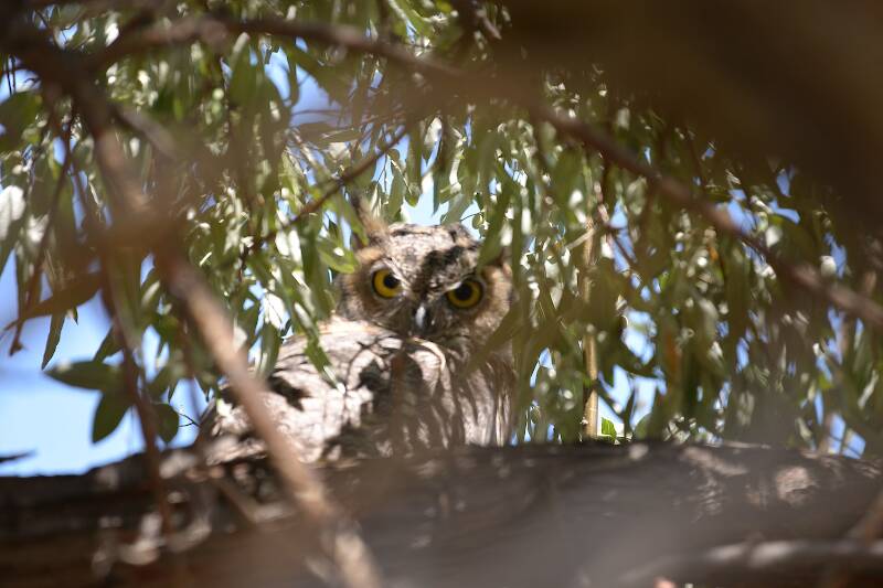 Great Horned Owl Antelope Island Utah