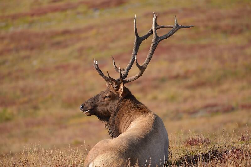 Bull Elk Rocky Mountain National Park...Up near 12,000 feet!