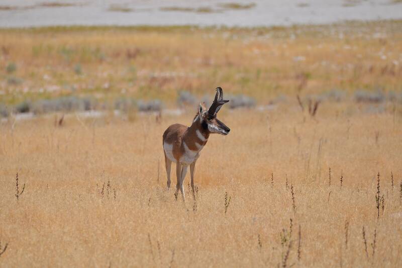 Antelope on Antelope Island