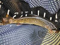 Never seen a brookie like this before