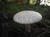 Big mushroom by the Pond