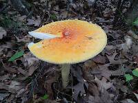 Orange is the color of fall!  Amanita muscaria, popping up all over the place