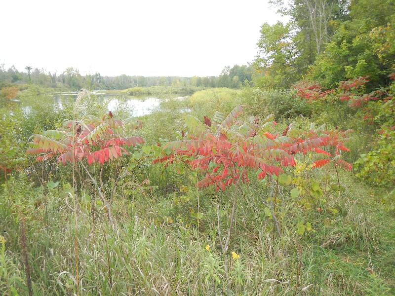 Fall colors are just starting, the sumac is always among the first