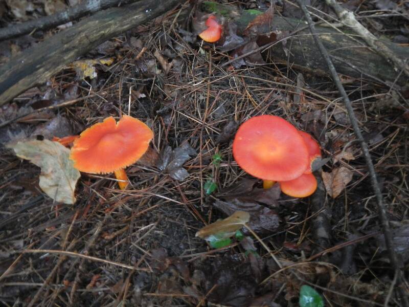 Yet more orange mushrooms
