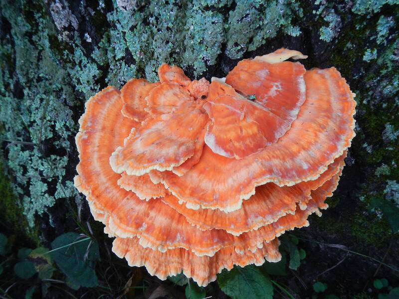 The orange mushroom I most wanted to see!  Chicken-of-the-woods or sulfur shelf, Laetiporus sulphureus