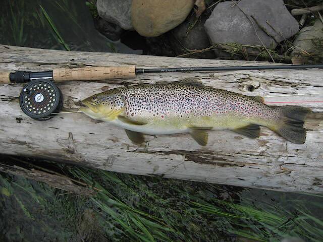I kept this fish for my wife.  The 2nd trout I killed in twenty years on the WB. When I cleaned this brown it had FOUR undigested, freshly swallowed, alewives in it's stomach and two partially digested alewives in it's intestine.  Talk about gluttony!