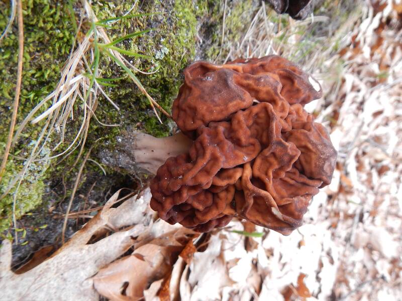 Don't eat the brains!!!  The "beefsteak morel", Gyromitra esculenta...which one of my students claims he has eaten for years, even though every single one of my mushroom books say its POISONOUS...
