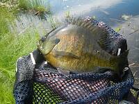 9 and 1/2 inches of bluegill, female