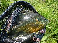The "little guy" for the day - 8 1/2" pumpkinseed, male