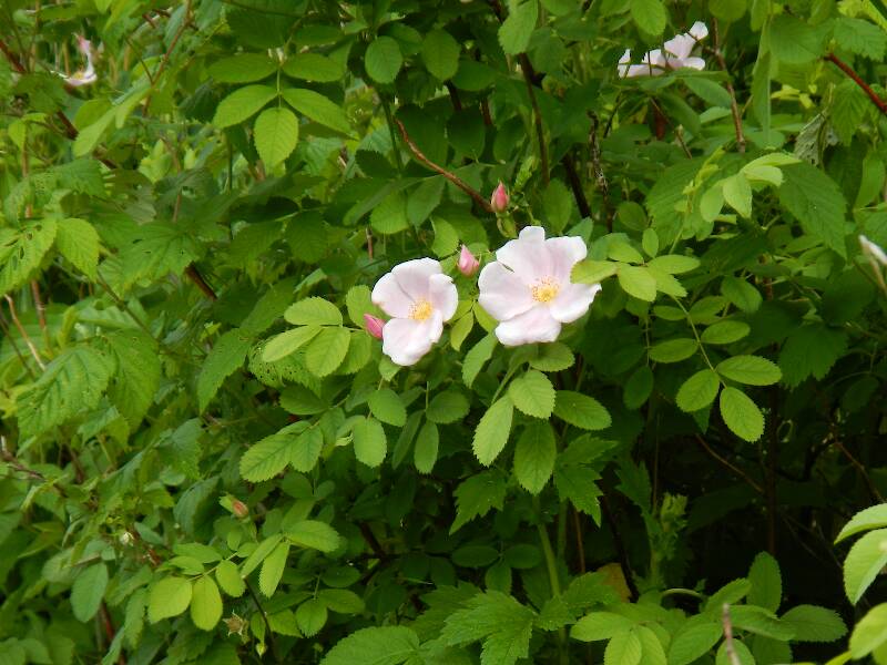 There were magnificent - and fragrant - wild rose bushes blooming on the shore