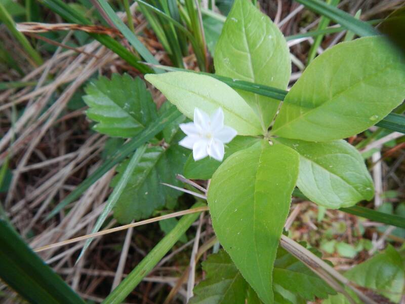 Starflower (Trientalis borealis) is blooming everywhere now too
