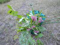 Swamp milkweed (Asclepias incarnata) and spreading dogbane (Apocynum androsaemifolium)