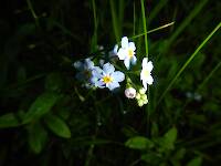 Forget-me-not (Myosotis scorpioides) - all four of these wildflowers were growing around a small spring