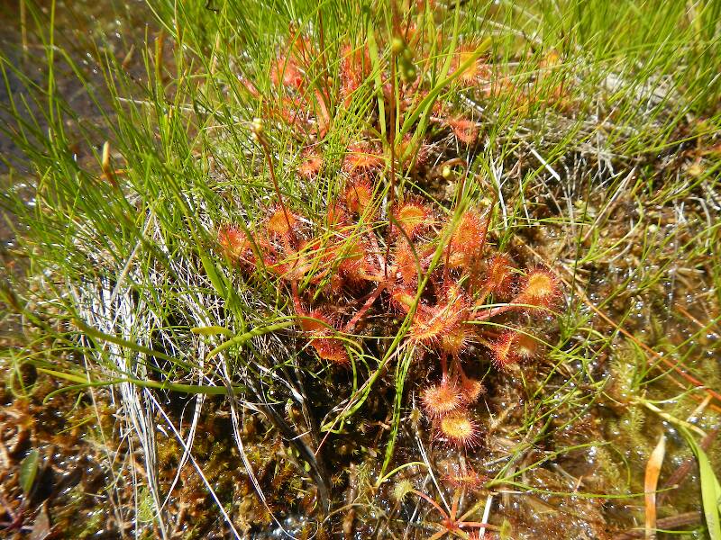 A bog plant, roundleaf sundew (Drosera rotundifolia)