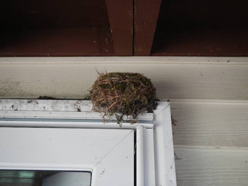 Four birds fledged out of this nest a few weeks after I moved in