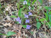 Bird's-foot violets on my front lawn in june