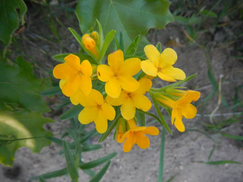 Hoary puccoon flowering back in June - these flowers are in a part of the Alpena State forest just to the north of me that appears to be managed as prairie or savanna