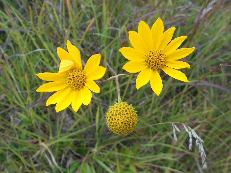 Western sunflower blooming in the prairie - this bloomed all along the road all summer long