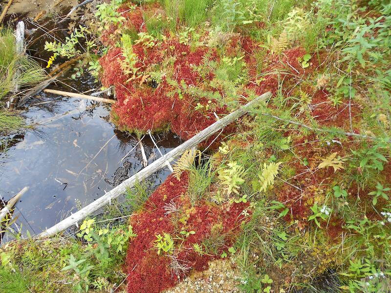 ...red sphagnum moss...
