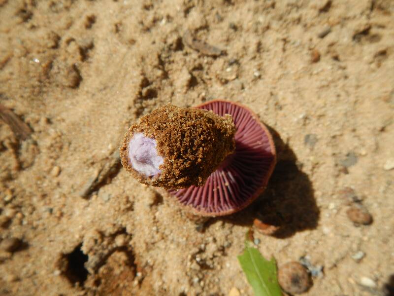 Amazing mushroom with purple gills and violet mycelium (Laccaria trullisata) growing in pure sand