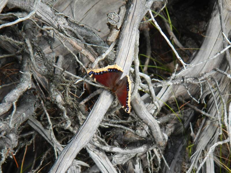 Mourning cloak, a butterfly that is often the first species I see in spring