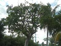 My new favorite tree: gumbo-limbo (Bursera simaruba)
