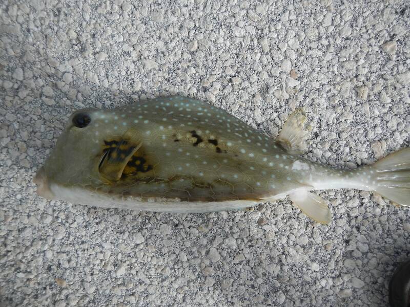 Ron did me one better: a common trunkfish, a.k.a boxfish, buffalo trunkfish...I'll get the Latin name sooner or later