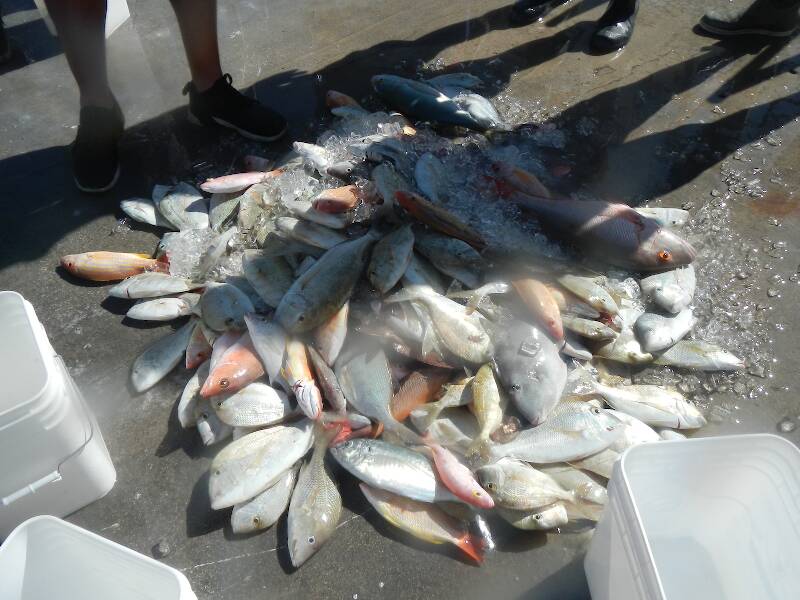 Whole boat catch from the Miss Islamorada, March 12, 2020...a mess of fish and how many spp?