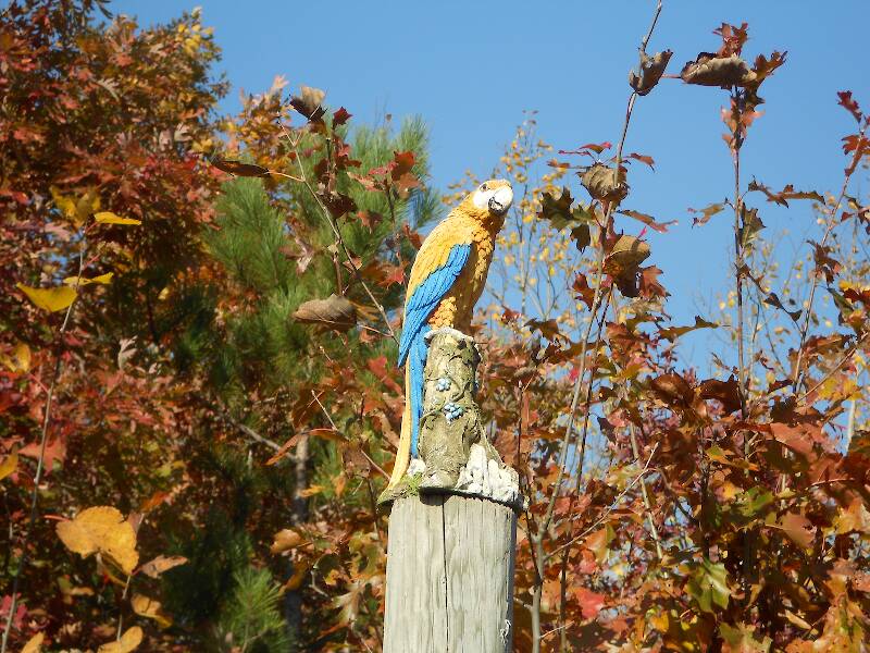 No, it's not the Virgin Mary...and I didn't know we had macaws in Michigan!