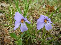 Birdsfoot violet (Viola pedata)