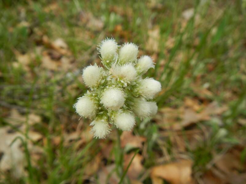 Pussytoes (Antennaria howelli)