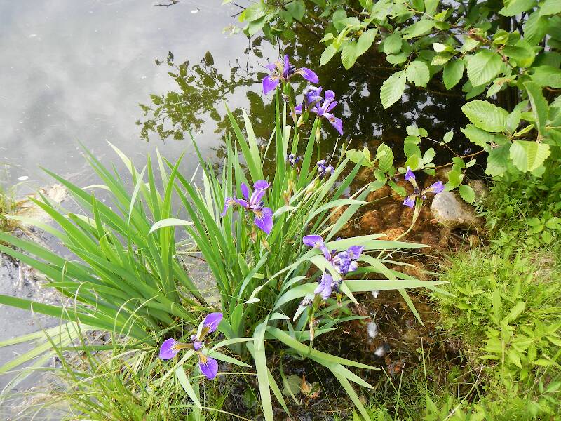 More irises (Iris versicolor), blooming all over the place now