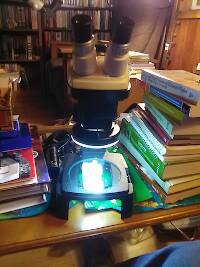 New (used) B&L stereozoom 7x-30x with a Unitron ring illuminator...perfect for the home entomologist!