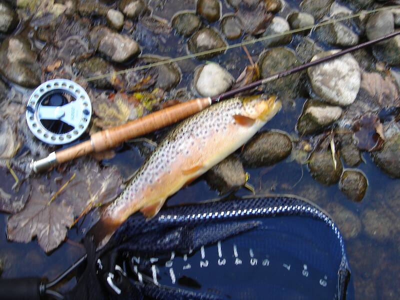 After matching the hatch all day in Burnsall with little result, i tried a big CDC ant with white legs and this fellow slammed it.  the picture is blurry because i hold my breath when i lift the fish out of the water to make sure it goes back in pretty quick.  this fish confirmed once again my opinion that the pool next the parking lot is always worth a try, since everyone else knows it's far too pressured.
