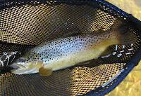 Brown trout, East Antietam Creek, 2006
hot day, very low water, black hair cricket