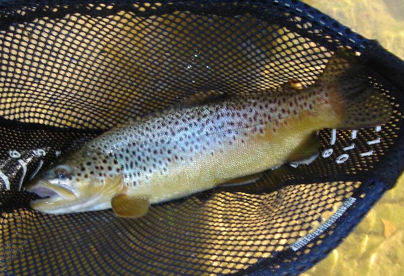 Brown trout, East Antietam Creek, 2006
hot day, very low water, black hair cricket