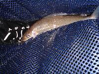 The grayling--looks rather like a chub, right? the famous blue fin is all folded up along the back.